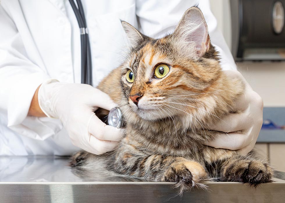 Pet special health services in Seguin, TX