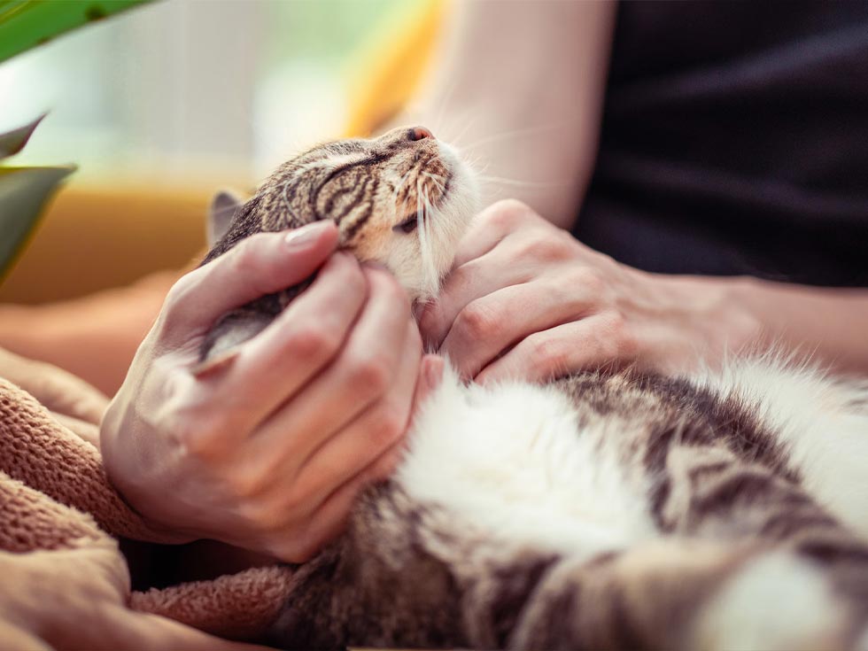 Veterinary hospital in Seguin, TX