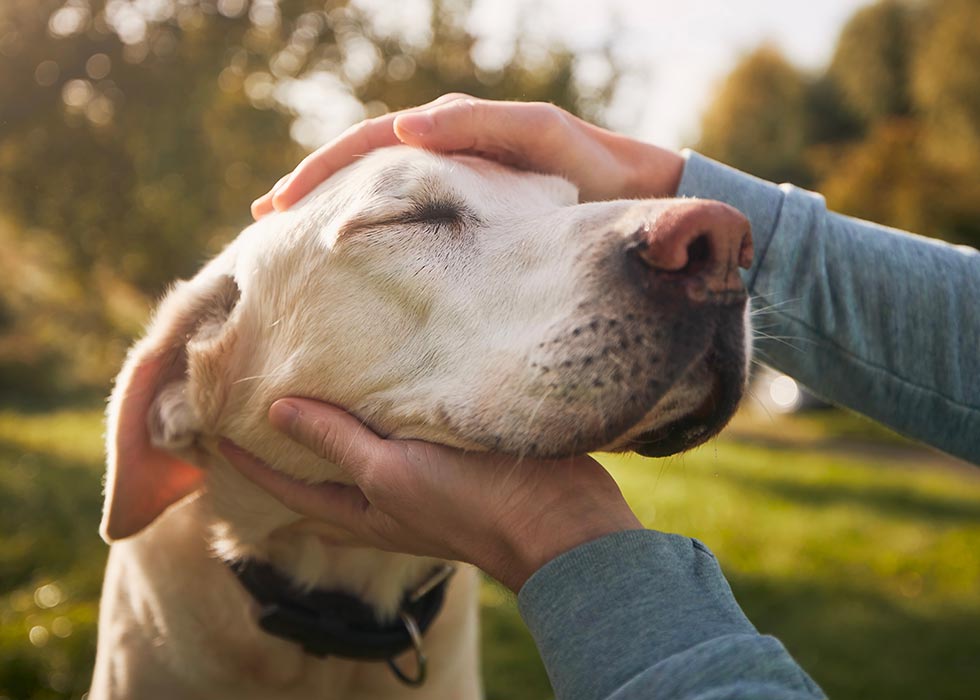 Pet general wellness care services in Seguin, TX