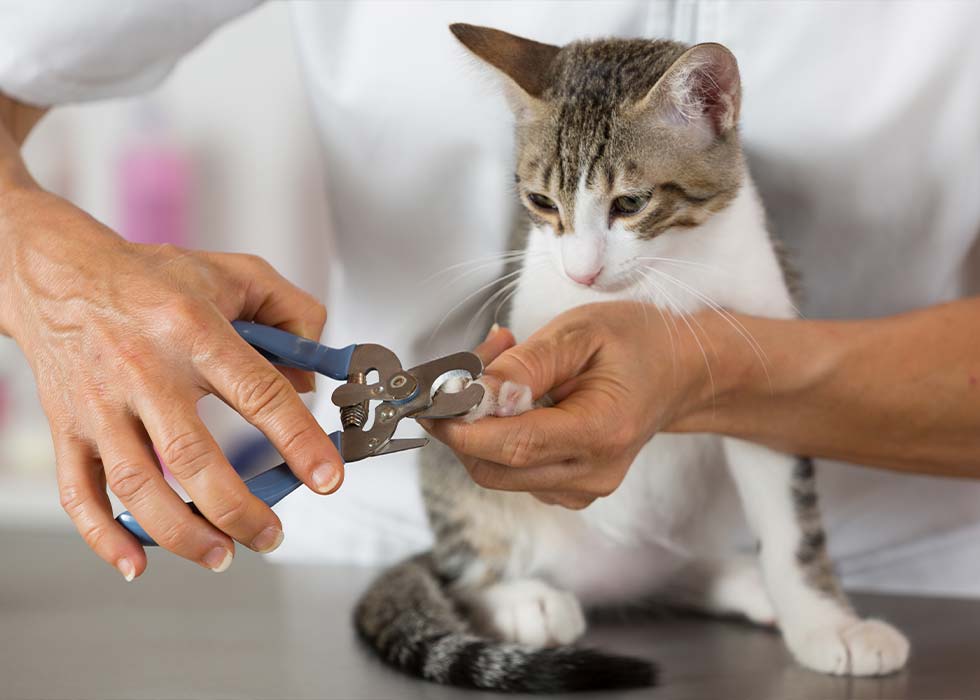 Pet hospitality and grooming in Seguin, TX