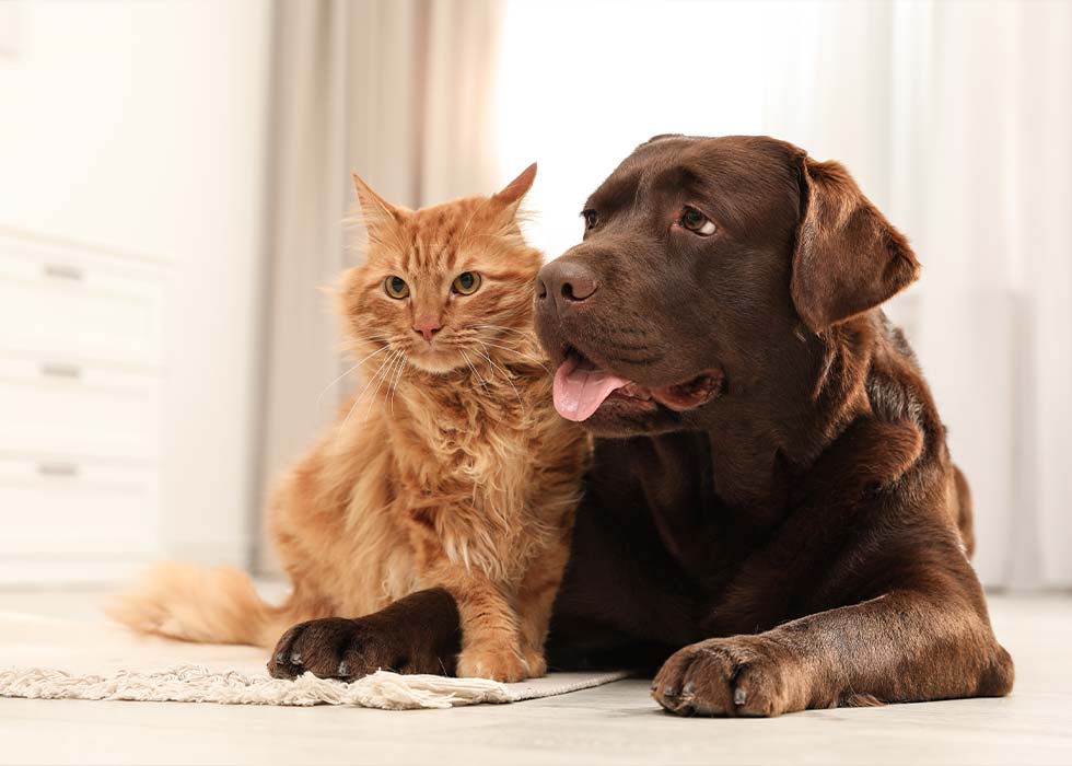 Holistic and therapy pet services in Seguin, TX