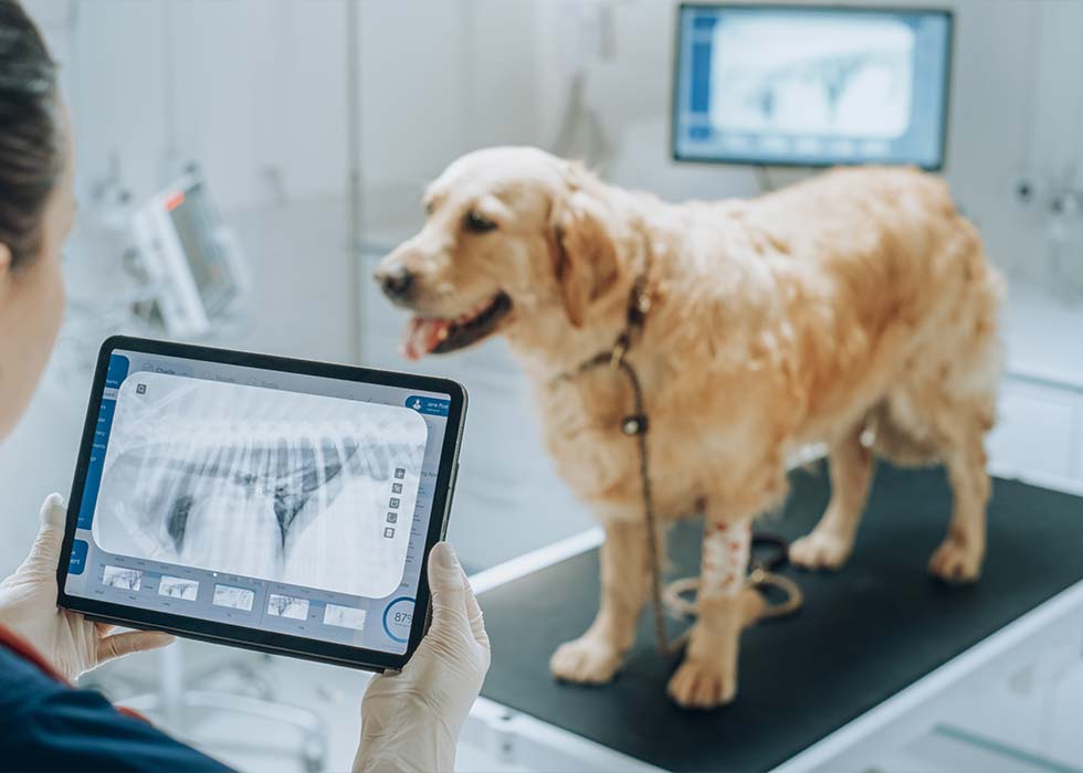 Pet diagnostics services in Seguin, TX